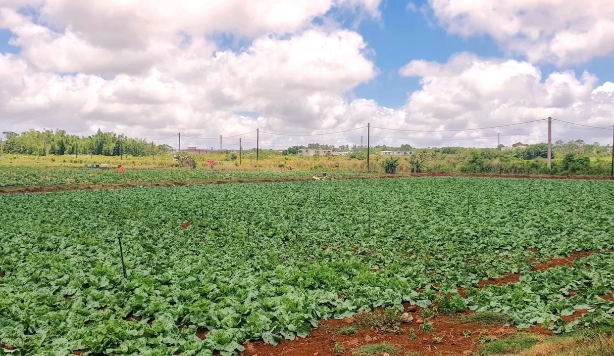 Commercial Land for Sale at Valentina – Phoenix Center 7