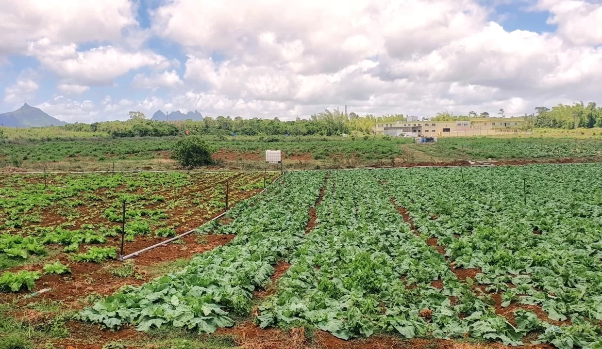 Commercial Land for Sale at Valentina – Phoenix Center 8