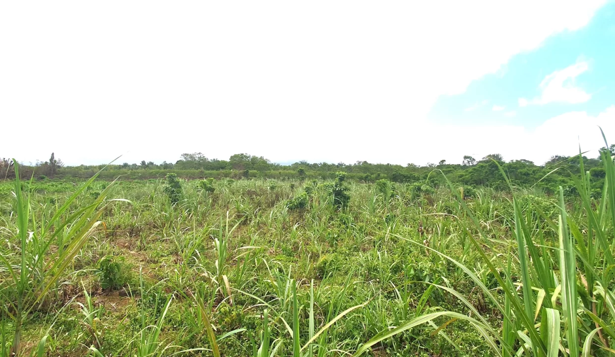 Agricultural Land for Sale in Beau Climat, South – Prime Plot for Cultivation! 10