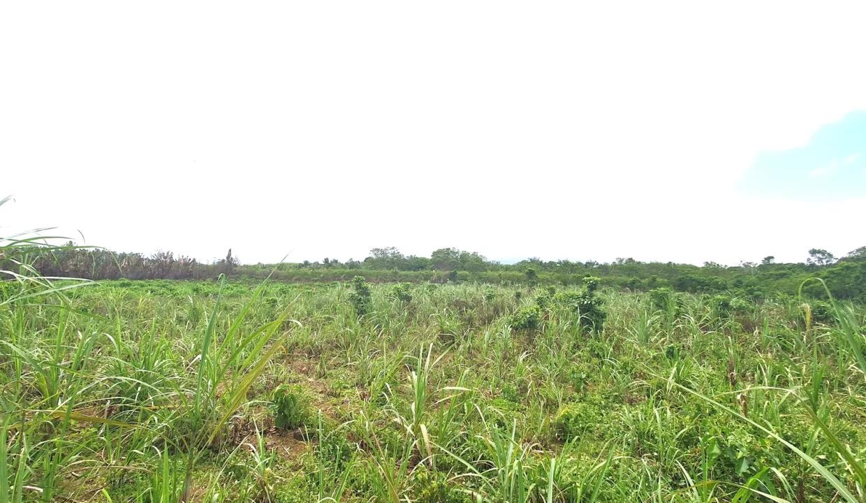Agricultural Land for Sale in Beau Climat, South – Prime Plot for Cultivation! 12