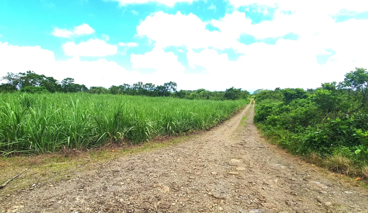 Agricultural Land for Sale in Beau Climat, South – Prime Plot for Cultivation! 4