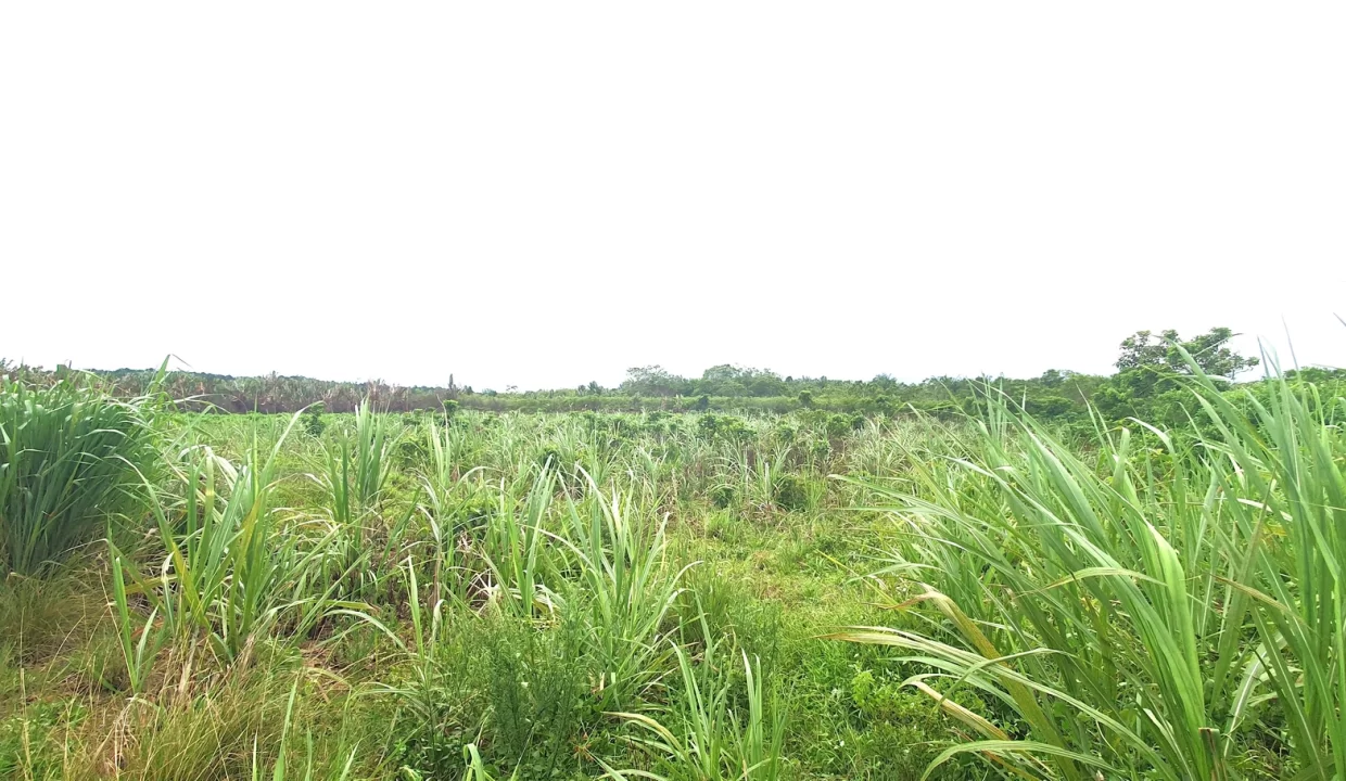 Agricultural Land for Sale in Beau Climat, South – Prime Plot for Cultivation! 5