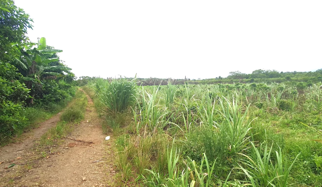 Agricultural Land for Sale in Beau Climat, South – Prime Plot for Cultivation! 7