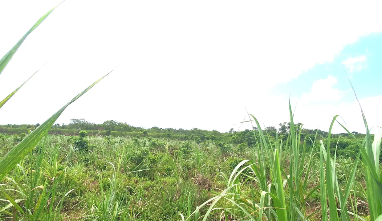 Agricultural Land for Sale in Beau Climat, South – Prime Plot for Cultivation! 8
