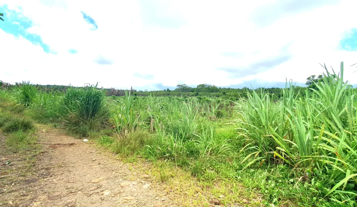 Agricultural Land for Sale in Beau Climat, South – Prime Plot for Cultivation! 9