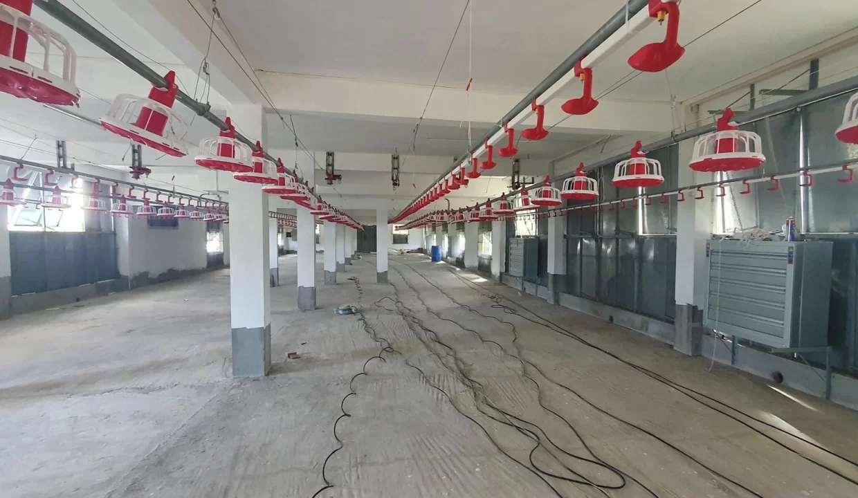 Fully Equipped Poultry Farm For Sale – La Martinière, Chamouny 12