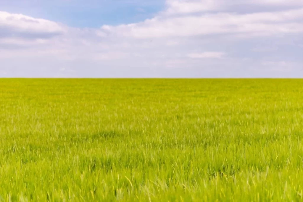 13 Perches Residential Land For Sale – Mon Trésor, Plaine Magnien