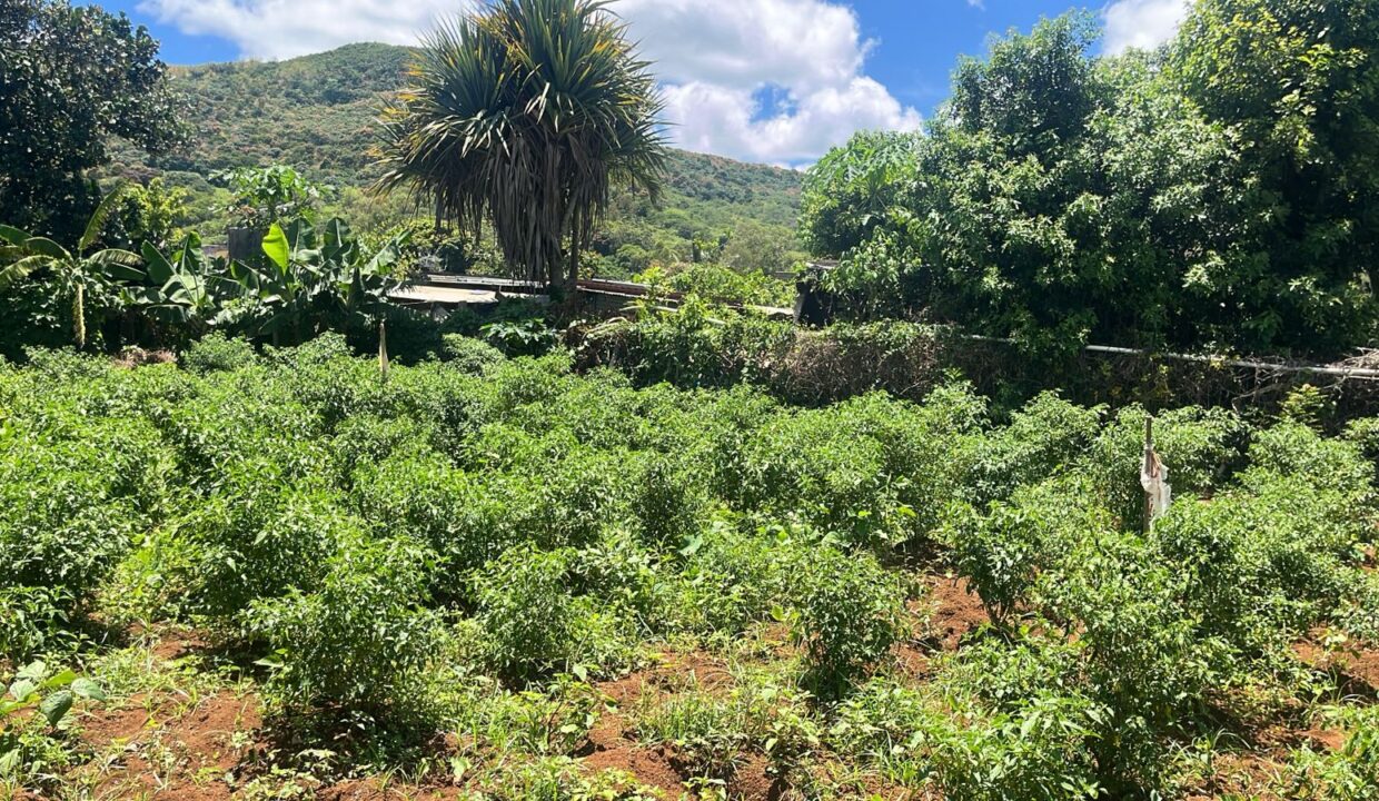 50 Perches Residential Land For Sale in Congomah, Pamplemousses 3