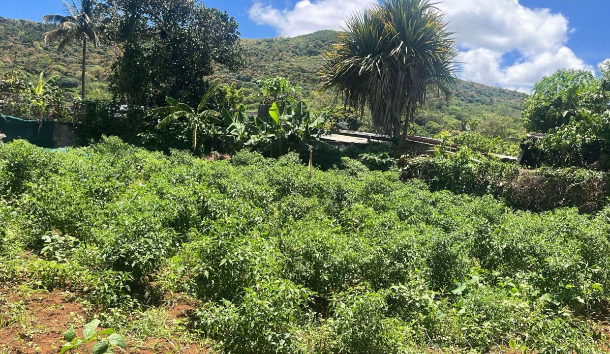 50 Perches Residential Land For Sale in Congomah, Pamplemousses 4