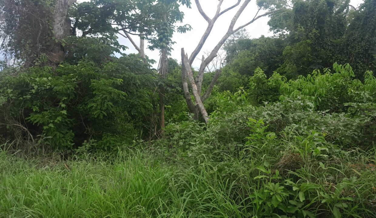 50 perches Residential Land For Sale in Grand Baie 2