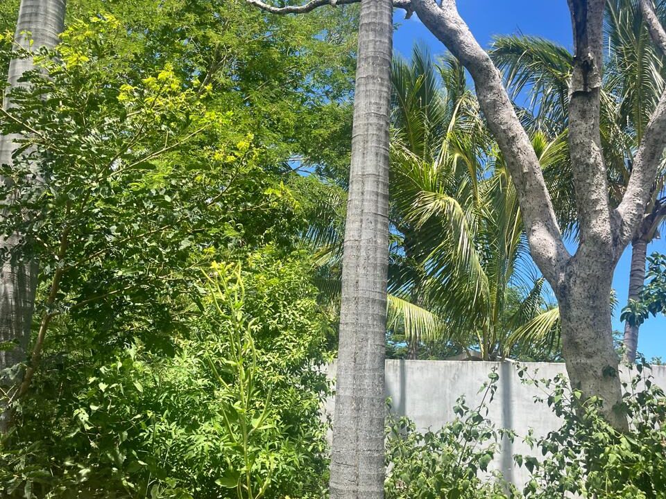 50 Perche Residential Land for Sale in Tamarin 3