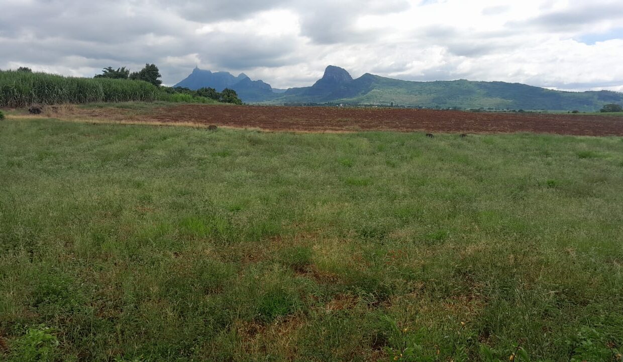 Agricultural Land for Sale – Camp des Embrevades, Pamplemousses 1