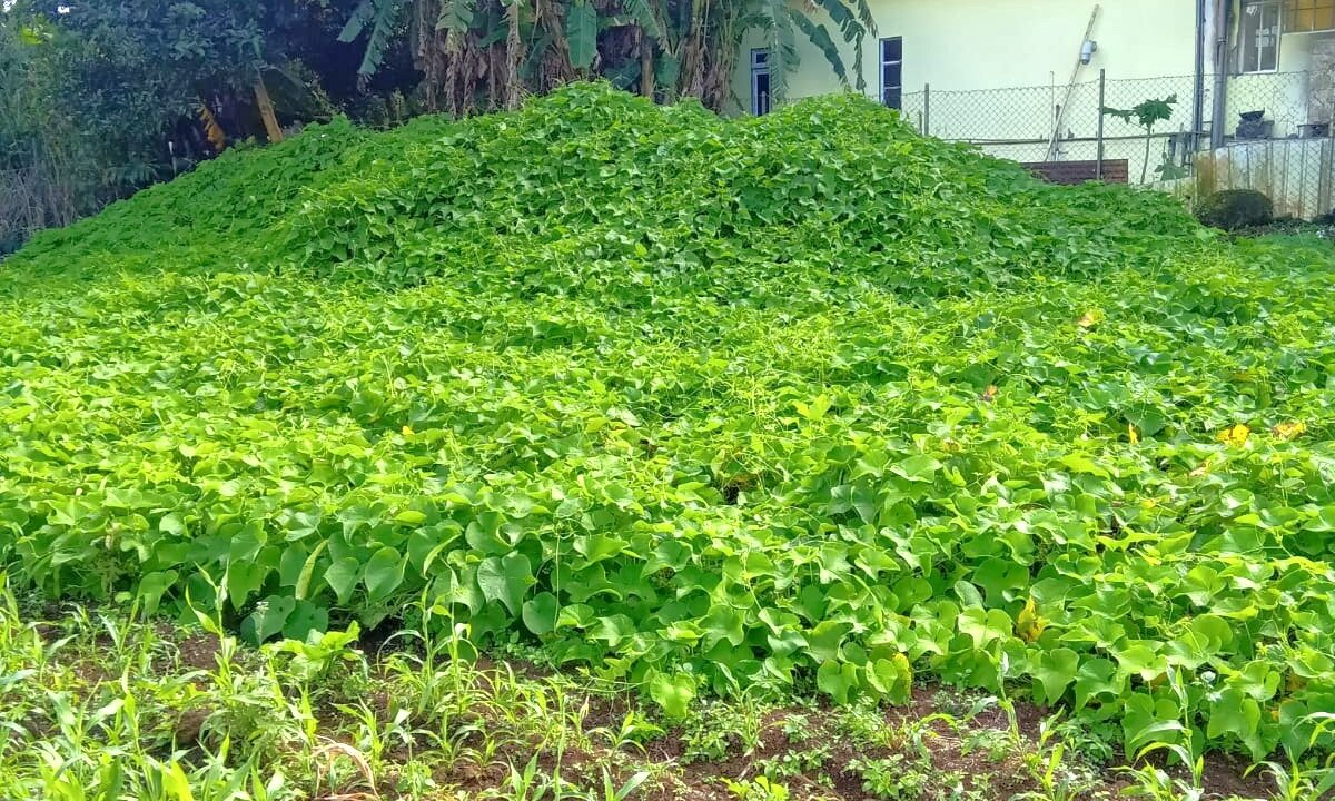 Land for sale at Quartier Militaire 8