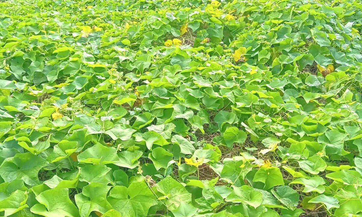 Land for sale at Quartier Militaire 9