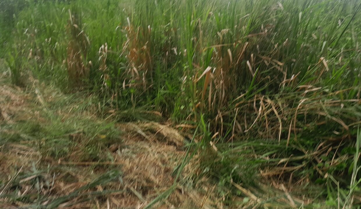 1-Arpent Land for Sale – Sodnac (2)