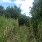 1-Arpent Land for Sale – Sodnac