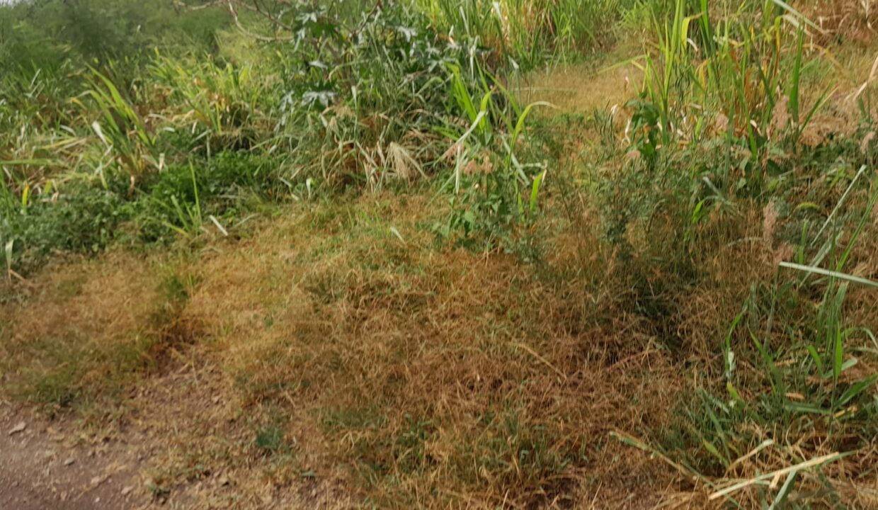 1.9 Arpents Residential Land for Sale – Calodyne (3)