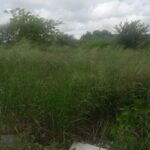 10 Arpent Industrial Land for Sale – Petite Rivière