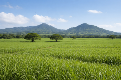 Agricultural Land for Sale – Illot, Pamplemousses 25 Perches