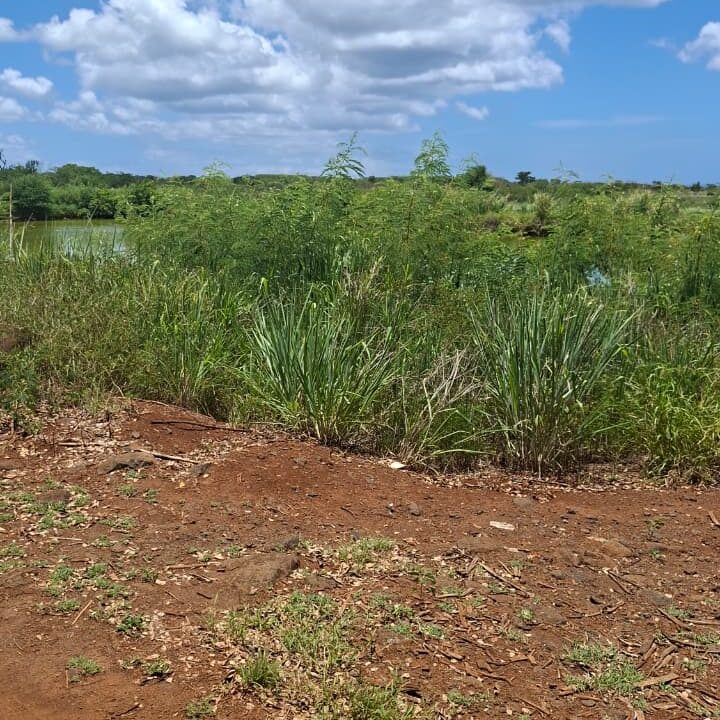 Large Residential Land for Sale – Albion 50 Arpents (10)