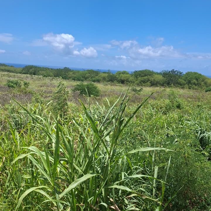 Large Residential Land for Sale – Albion 50 Arpents (4)