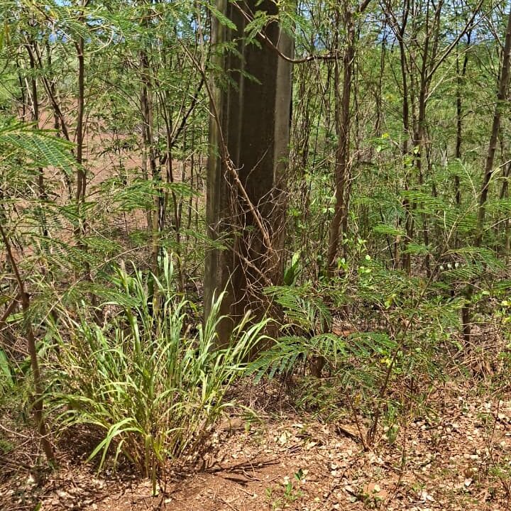 Large Residential Land for Sale – Albion 50 Arpents (9)