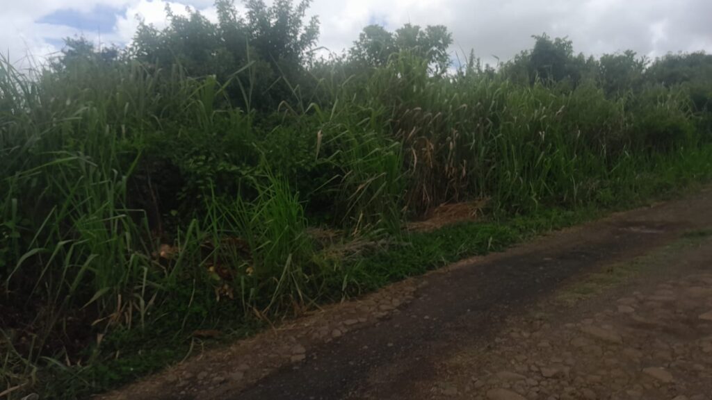 Agricultural Land for Sale – Behind Tribeca Mall, Trianon
