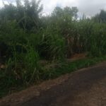 terrain Agricole a vendre a l'arriere de Tribecca mall