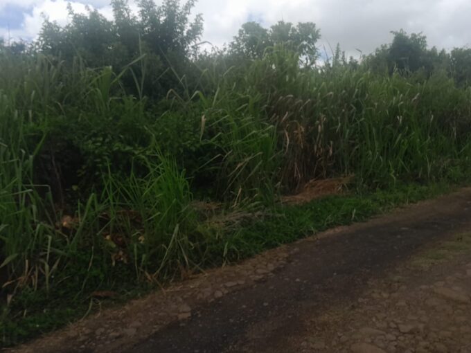 terrain Agricole a vendre a l'arriere de Tribecca mall